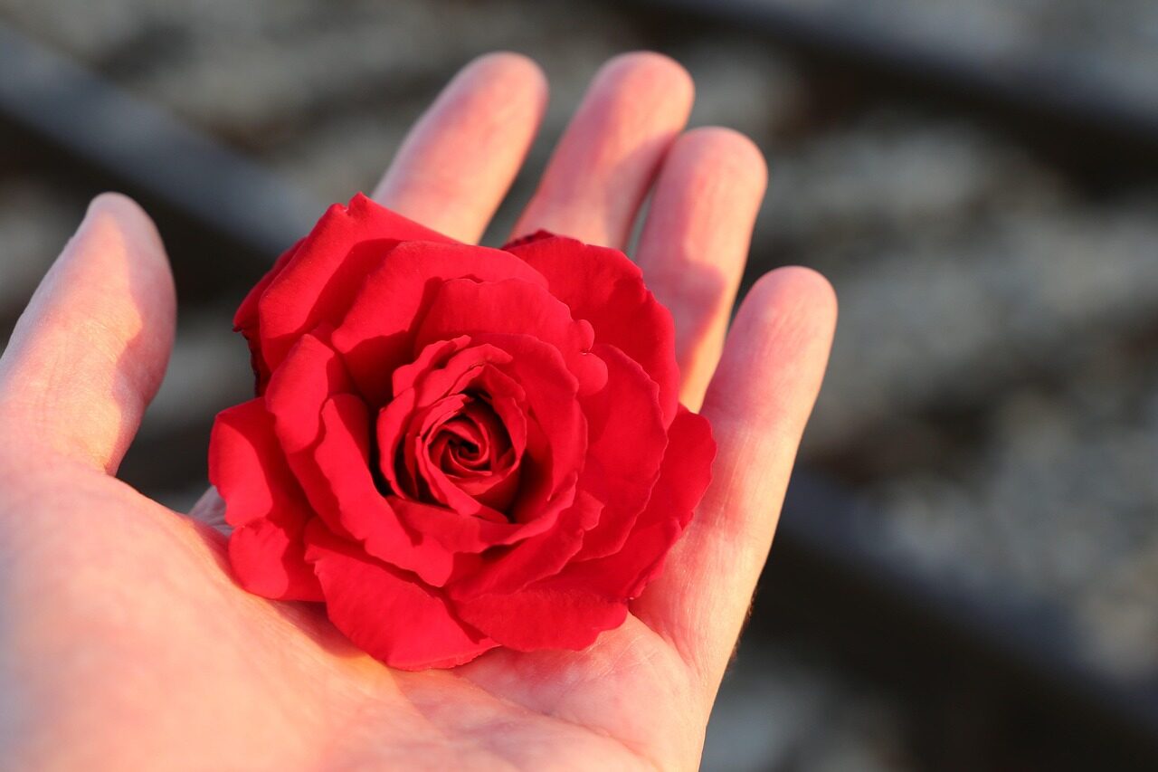 stop youth suicide, red rose in hand, railway, with love, remembering all victims, of suicide on rail, condolence, loving memory, you are not forgotten, outdoor